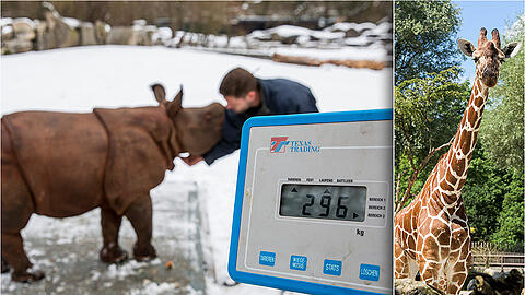 19.364. So viele Tiere wurden währen der Inventur im Tierpark Hellabrunn erfasst.