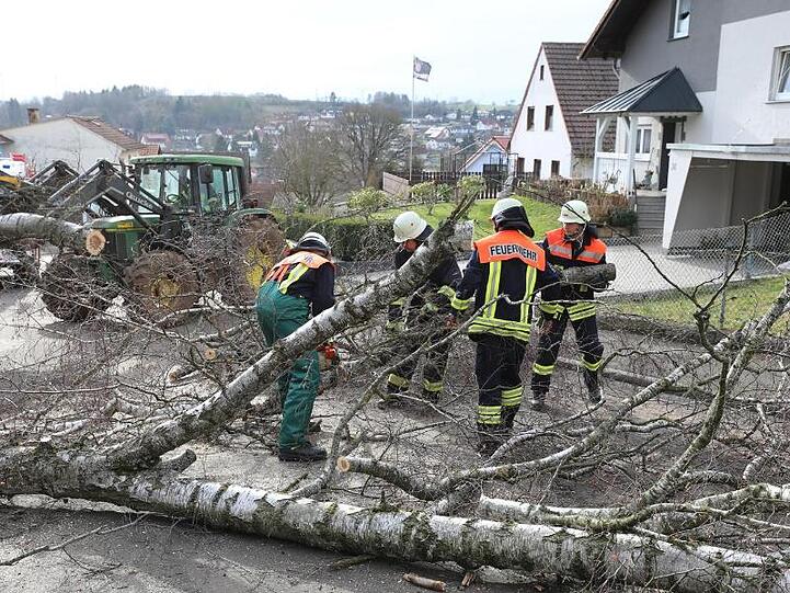 Die Freiwilligen Feuerwehr räumt eine rund zehn Meter große Birke in Pfingstweide.