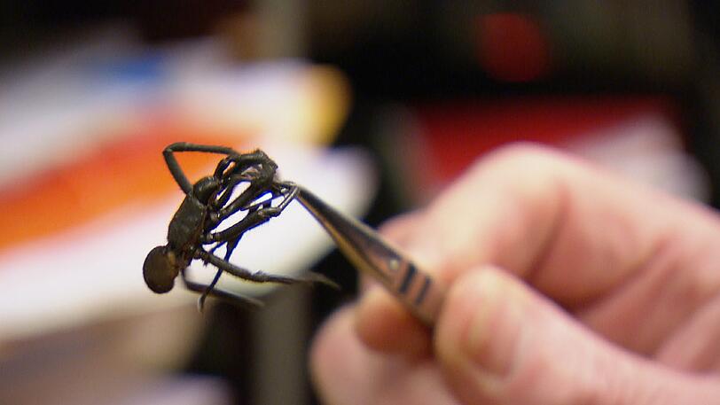 Dr. Bob untersucht die Trichternetzspinne