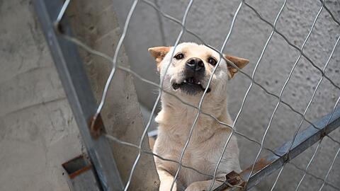 Hunde, die vor dem Hundefleisch-Fest in Yulin gerettet werden, landen oft auf Zhao Xinqis Hof.
