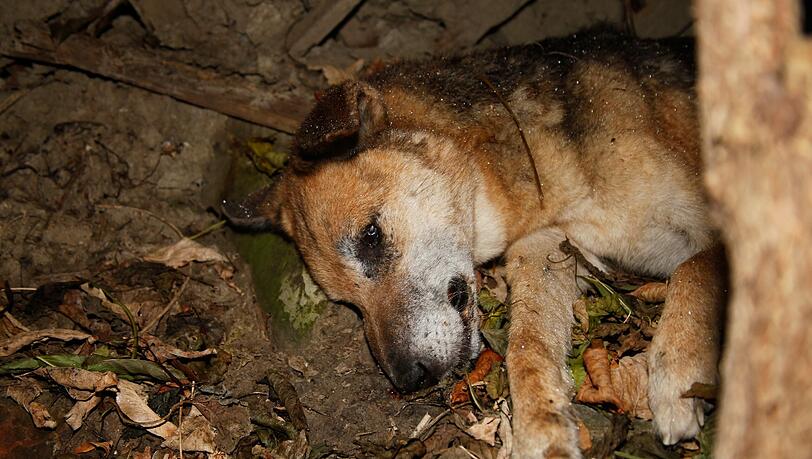 Nach internationalen Protesten von Tierschützern hat die Regierung in Kiew jetzt reagiert: Sie fordert die Bürgermeister des Landes auf, Tierheime für die herrenlosen Hunde einzurichten. Nach internationalen Protesten von Tierschützern hat die Regierung in Kiew jetzt reagiert: Sie fordert die Bürgermeister des Landes auf, Tierheime für die herrenlosen Hunde einzurichten.