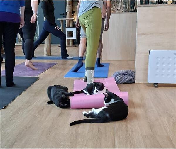 Die Yogamatte hat man im Katzentempel Freiham nicht für sich allein. Die Yogamatte hat man im Katzentempel Freiham nicht für sich allein.