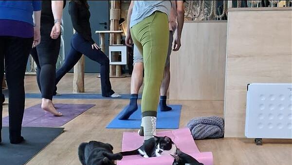 Die Yogamatte hat man im Katzentempel Freiham nicht f&uuml;r sich allein.