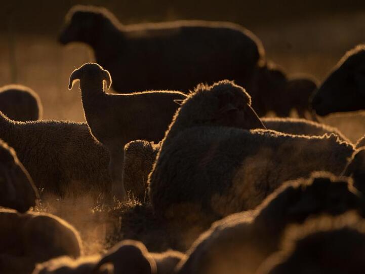 Schafe stehen im Sonnenaufgang auf einer Weide. Foto: Sebastian Gollnow/Archivbild