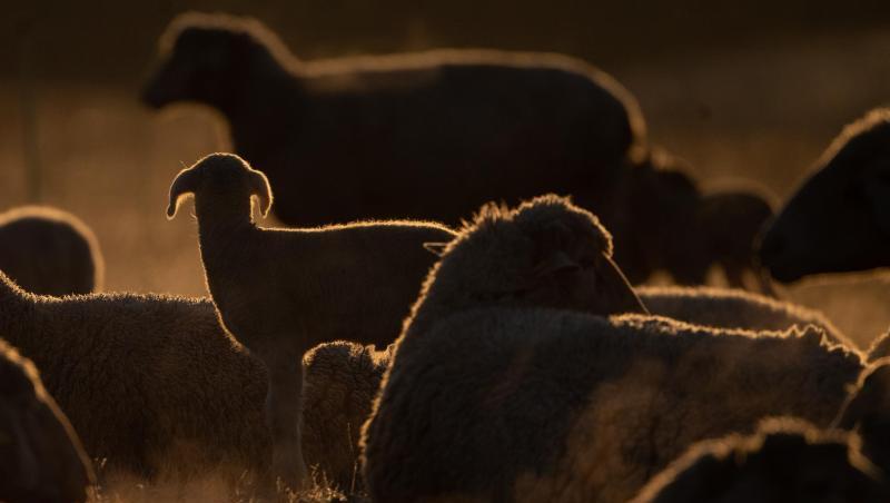 Schafe stehen im Sonnenaufgang auf einer Weide. Foto: Sebastian Gollnow/Archivbild Schafe stehen im Sonnenaufgang auf einer Weide. Foto: Sebastian Gollnow/Archivbild