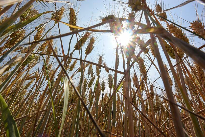 Die Sonne scheint auf ein Roggenfeld.