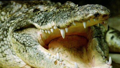 Furchteinflößender Anblick: Krokodil reißt sein Maul auf Furchteinflößender Anblick: Krokodil reißt sein Maul auf