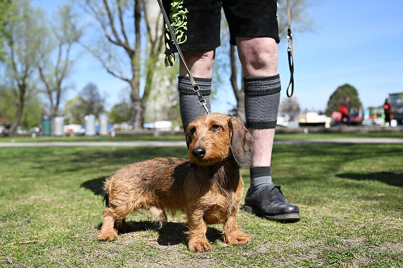 Die Bilder vom "Dackel-Day" im Olympiapark.