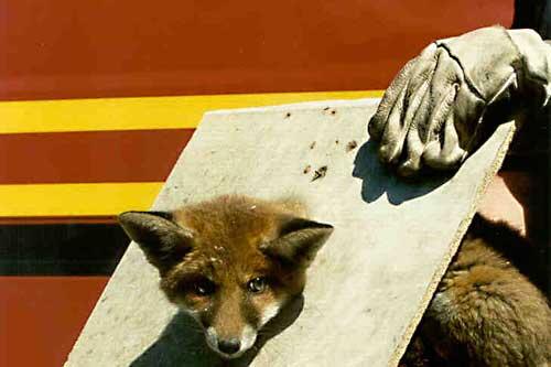 Auch diesen Fuchs hat die Berufsweuerwehr aus einer misslichen Lage befreit.