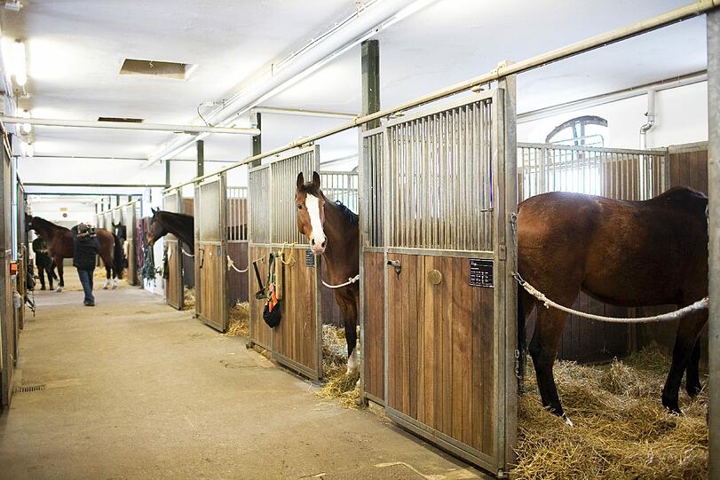 Weitere Bilder der Reiterstaffel München