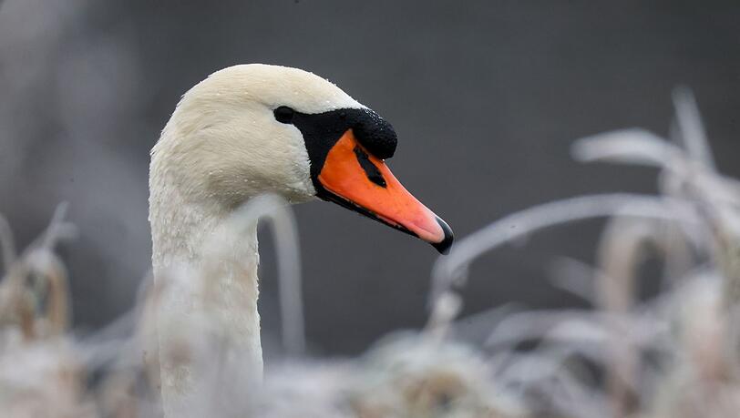Die Autofahrerin konnte den Schwan selbst von der Fahrbahn locken. (Symbolbild) Die Autofahrerin konnte den Schwan selbst von der Fahrbahn locken. (Symbolbild)