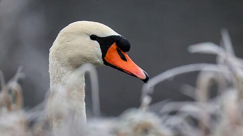 Die Autofahrerin konnte den Schwan selbst von der Fahrbahn locken. (Symbolbild)