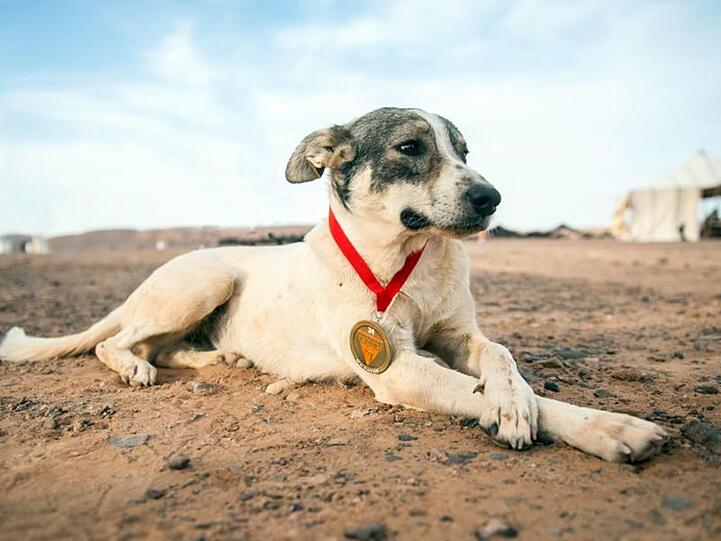 Hund Cactus mit seiner Teilnehmer-Medaille beim Sahara-Ultramarathon.