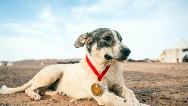 Hund Cactus mit seiner Teilnehmer-Medaille beim Sahara-Ultramarathon. Hund Cactus mit seiner Teilnehmer-Medaille beim Sahara-Ultramarathon.