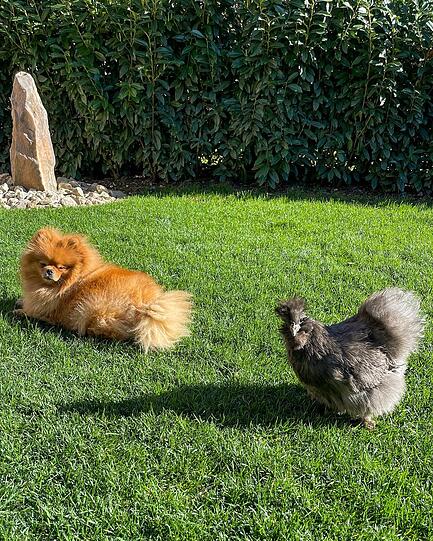 Hund Charlie (Pomeranian) und Seidenhuhn Berta