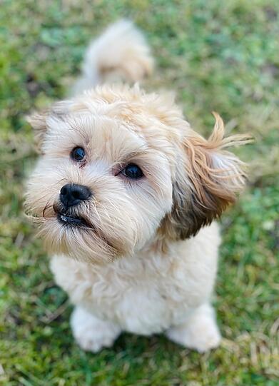Charlie