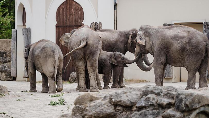 Im Mai sind zwei neue Elefanten im Tierpark Hellabrunn angekommen. Ob die wieder mehr Besucher anlocken?