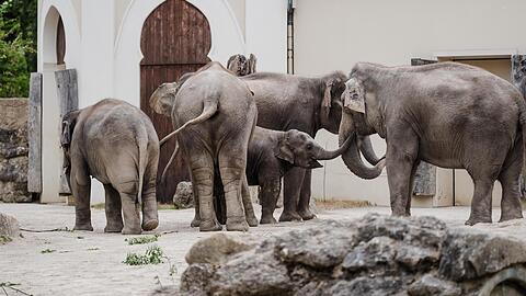 Im Mai sind zwei neue Elefanten im Tierpark Hellabrunn angekommen. Ob die wieder mehr Besucher anlocken?