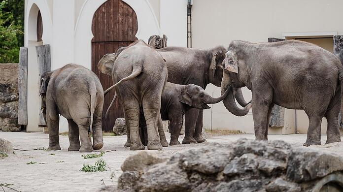 Im Mai sind zwei neue Elefanten im Tierpark Hellabrunn angekommen. Ob die wieder mehr Besucher anlocken?