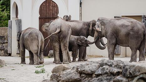Im Mai sind zwei neue Elefanten im Tierpark Hellabrunn angekommen. Ob die wieder mehr Besucher anlocken?