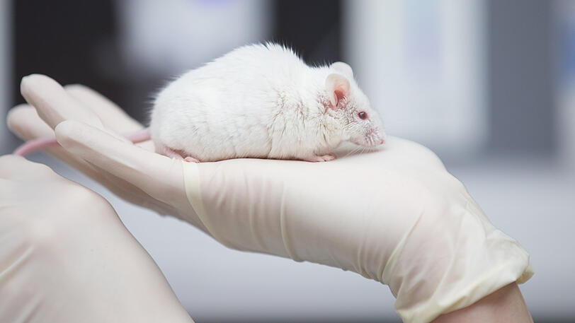 Eine wissenschaftliche Mitarbeiterin hält eine Maus in der Hand.