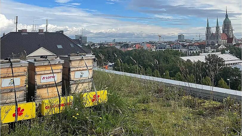 Als passionierter Bienen-Freund und Helfer hatte Dr. Jürgen Brandl die Idee, den emsigen Insekten auf den Dächern in luftiger Höhe ein Zuhause zu geben. Als passionierter Bienen-Freund und Helfer hatte Dr. Jürgen Brandl die Idee, den emsigen Insekten auf den Dächern in luftiger Höhe ein Zuhause zu geben.