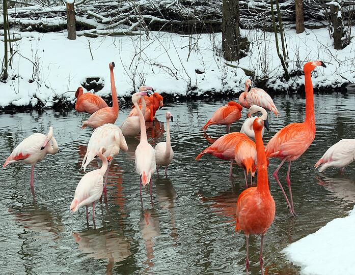 Einen Farbklecks in der Schneelandschaft stellen auch die Flamingos dar. In Hellabrunn ist ab jetzt offiziell Sommer.