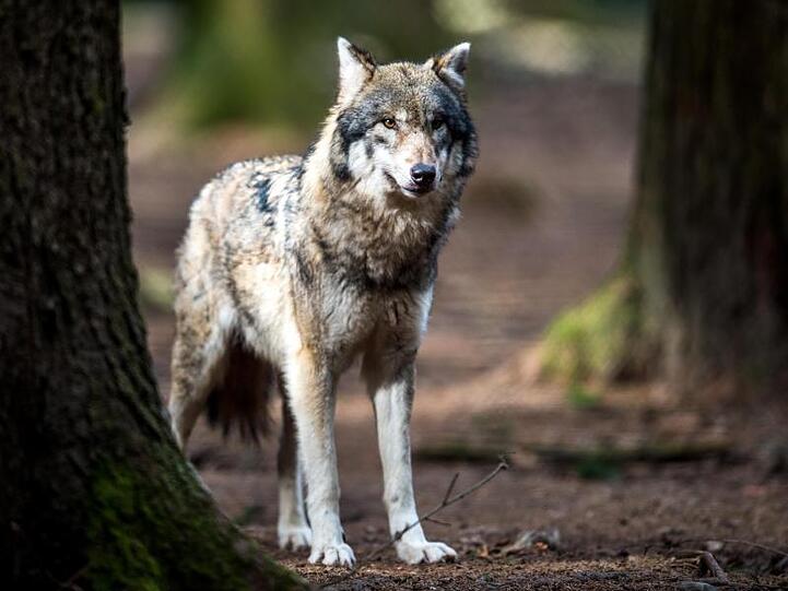 Ein Wolf steht im Wald. Foto: Alexander Heinl/dpa/Archivbild