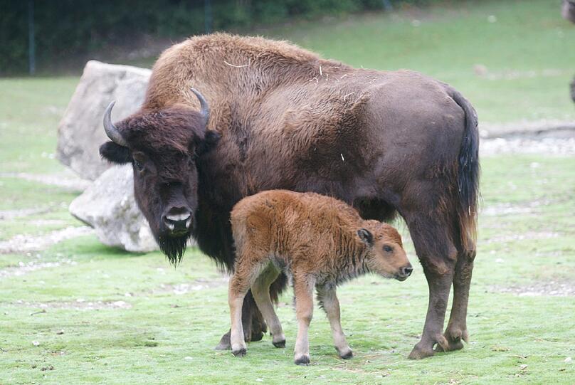 Seltener Waldbison-Nachwuchs im Tierpark Hellabrunn: So süß sind die Kälber Monsun und Marla. Die Bilder aus dem Zoo