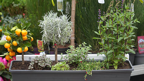 F&uuml;r die Mediterran-Fans: Ein Kasten unter anderem mit Zitruspflanzen, Hauswurz, Minze und Salbei. Diese Pflanzen m&ouml;gen es gerne sonnig.