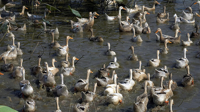 Enten schwimmen auf einer Farm in Kambodscha. Dort hat es kürzlich einen Todesfall in Zusammenhang mit der Vogelgrippe gegeben.