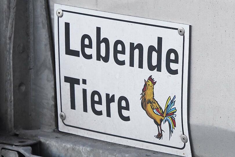Ein Tiertransporter ist am Dienstag auf der A99 in einen Sattelzug gekracht. Zwei Personen wurden dabei leicht verletzt.
