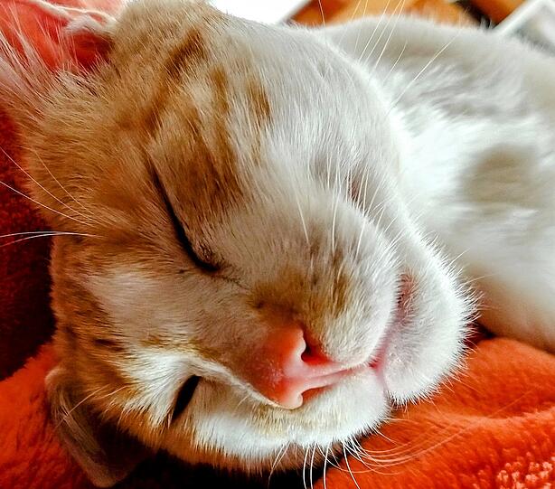 Feli