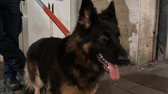 Gut 20 Minuten war dieser Hund im S-Bahn-Tunnel unterwegs.