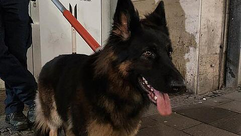 Gut 20 Minuten war dieser Hund im S-Bahn-Tunnel unterwegs.