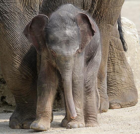 Die erste Schritte im Freien: Der Baby-Elefant im Außengehege.