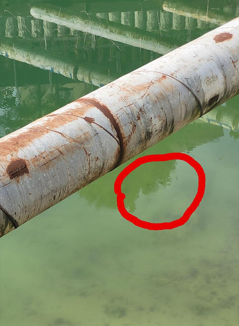 Man muss schon sehr genau hinschauen, um hier Fischlein zu entdecken. Das Foto hat eine Anwohnerin gemacht.