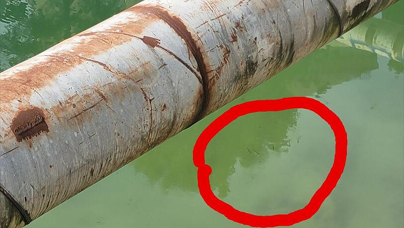 Man muss schon sehr genau hinschauen, um hier Fischlein zu entdecken. Das Foto hat eine Anwohnerin gemacht. Man muss schon sehr genau hinschauen, um hier Fischlein zu entdecken. Das Foto hat eine Anwohnerin gemacht.