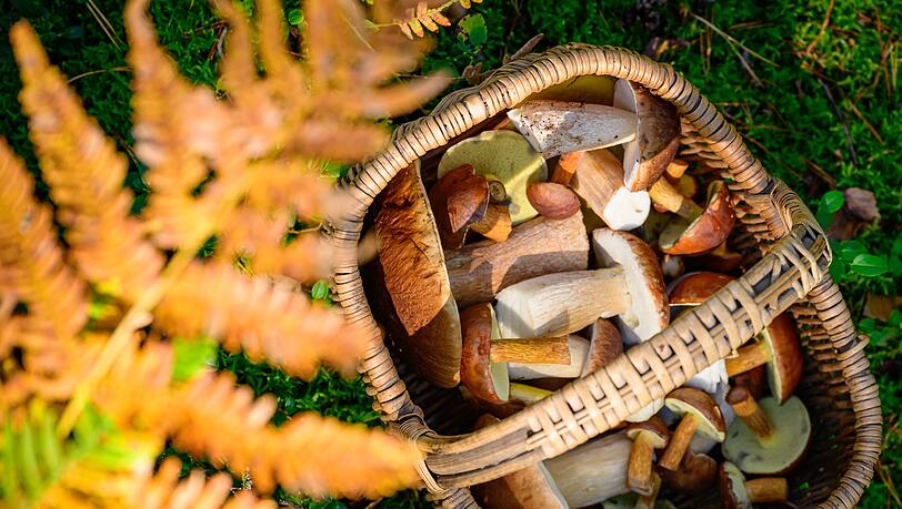 Ein Korb prall gef&uuml;llt mit Pilzen &ndash; damit k&ouml;nnen Sammler in Bayern derzeit nicht rechnen: Nach dem trockenen Sommer f&auml;llt sie Ausbeute vielfach mau aus. (Archivbild)