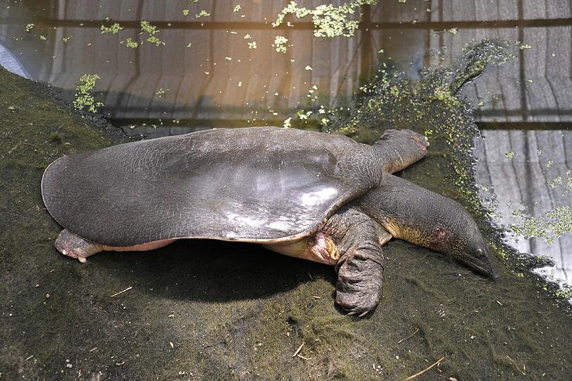 Eine von drei Nil-Weichschildkröten, die im Schildkröten-Refugium ihren Lebensabend verbringen dürfen. Dieses Männchen wiegt rund 40 Kilogramm und kommt aus Spanien.