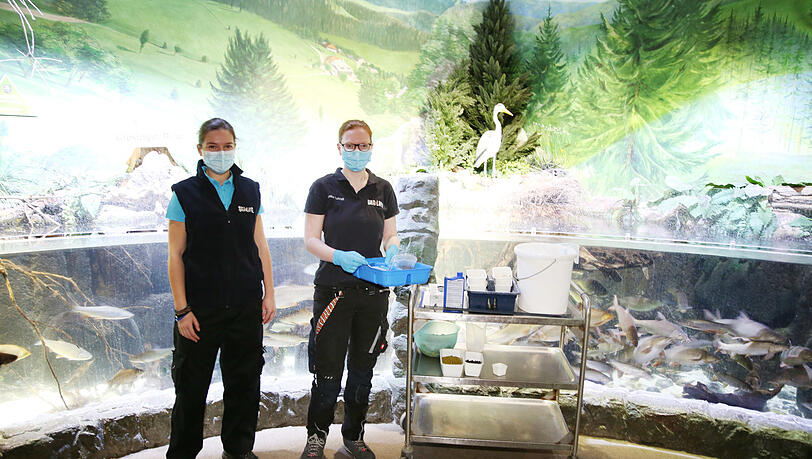 Sealife-Mitarbeiterinnen bei der Fütterung der Fische im Isarbecken. Sealife-Mitarbeiterinnen bei der Fütterung der Fische im Isarbecken.
