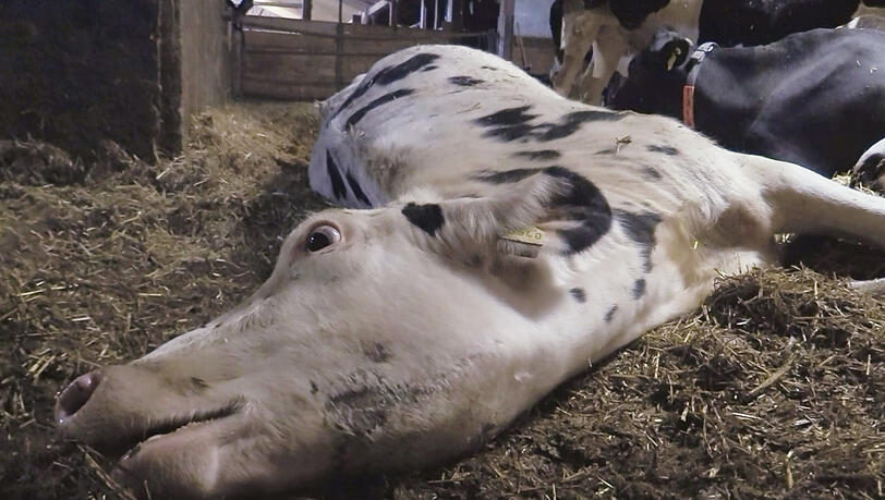 Ein Bild von der verdeckten "Soko Tierschutz"-Ermittlung im Allgäu: ein unversorgt sterbendes Rind.