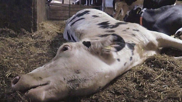 Ein Bild von der verdeckten "Soko Tierschutz"-Ermittlung im Allgäu: ein unversorgt sterbendes Rind.