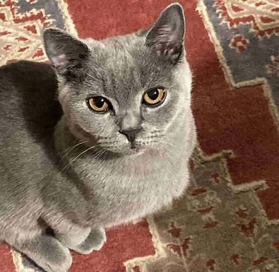 Tyson