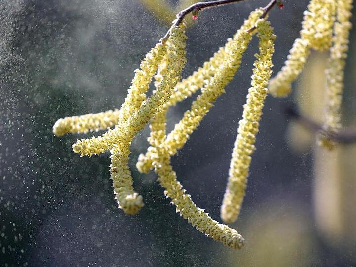 Pollen vom Hasel fliegen durch die Luft. Foto: Wolfgang Kumm/Archiv