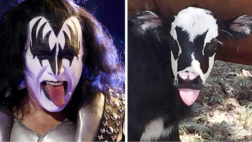 Links der Sänger von "Kiss", rechts sein Kalb-Doppelgänger. Links der Sänger von "Kiss", rechts sein Kalb-Doppelgänger.