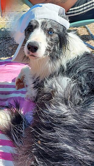 Unsere Luna hat unser Leben so sehr bereichert. Sie ist alles was man sich wünscht. Folgt aufs Wort, spielt und schmust gerne. Und Sie liebt das Wasser.