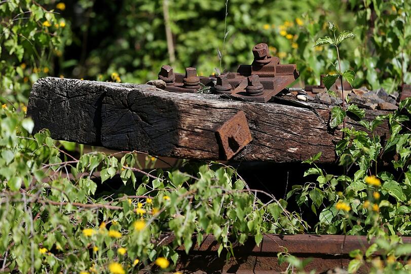 Eine ausgediente Bahnschwelle aus Holz rottet ungehindert vor sich hin.