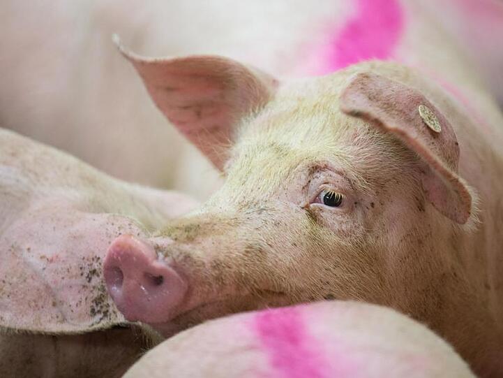 Schweine stehen in einem Schweinestall. Foto: Friso Gentsch/Archivbild
