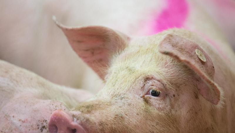 Schweine stehen in einem Schweinestall. Foto: Friso Gentsch/Archivbild